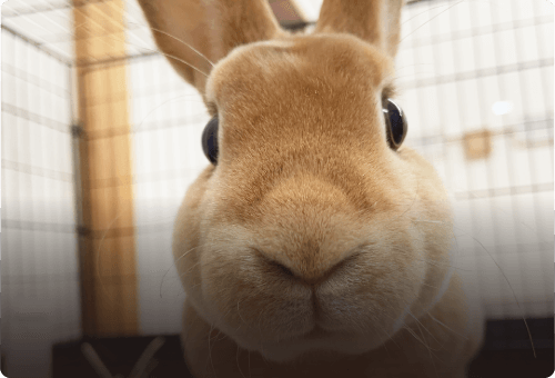 動物と出会う