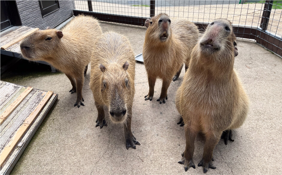 カピバラ