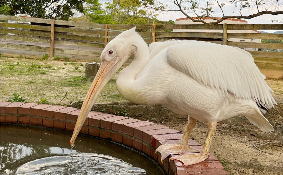 モモイロペリカン