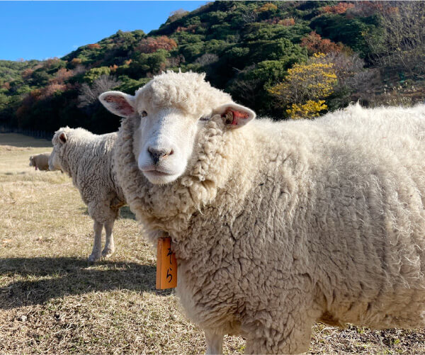 ひつじ