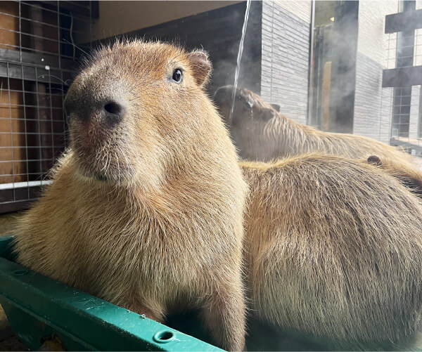 カピバラ