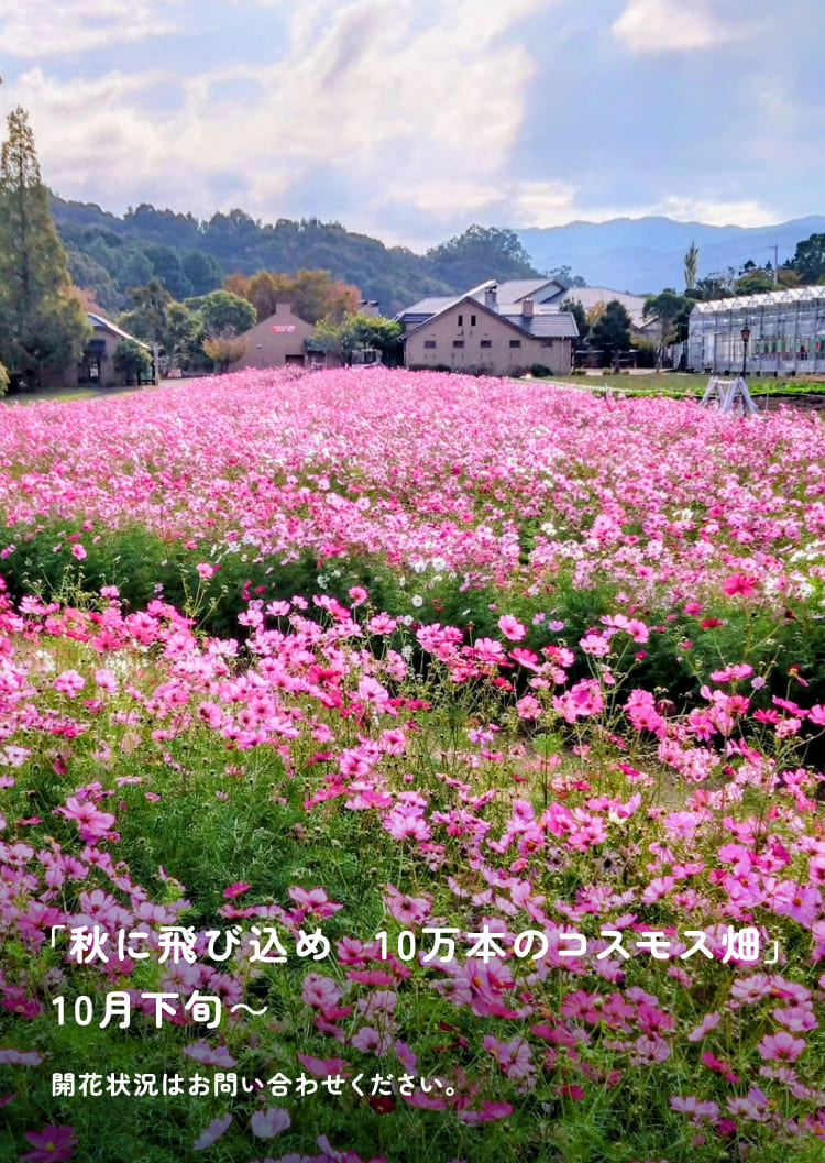秋に飛び込め　10万本のコスモス畑