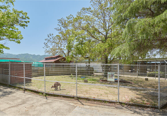 ワラビー広場